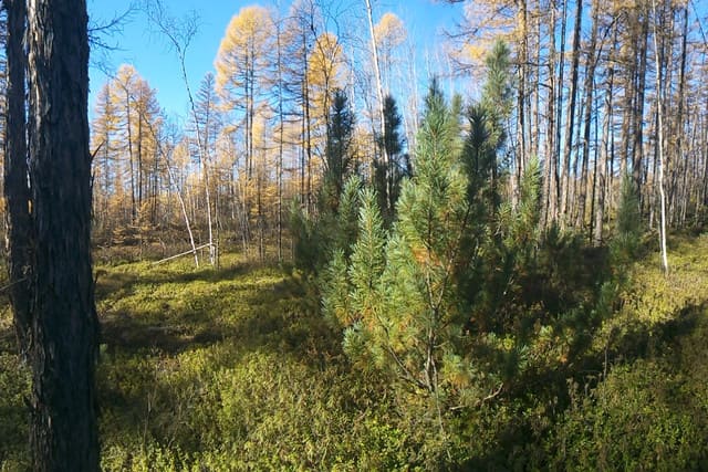 Селемджинский